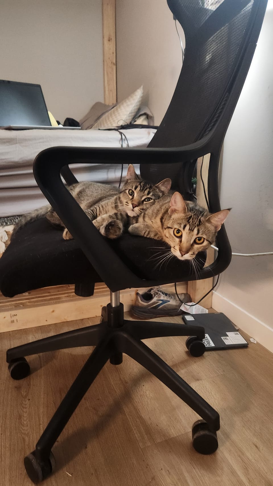 Kitties for adoption